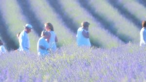 The lavender road — Brihuega, 2018