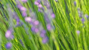 Wild lavender — Brihuega, 2018